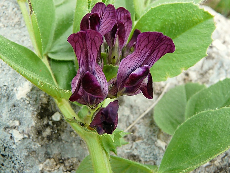 Vicia narbonensis / Vicia selvatica